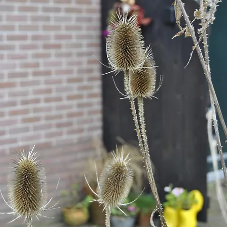 Apartament 't Klompenhosje Dirkshorn